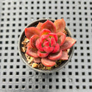 Echeveria sp. 1"-2" Succulent Plant