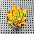 Echeveria Agavoides ‘Lipstick’ 1"-2" Succulent Plant