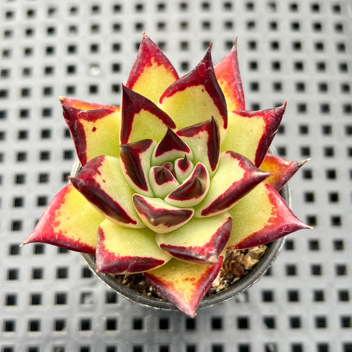 Echeveria Agavoides 'Rosia' 2" Succulent Plant