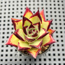 Echeveria Agavoides 'Rosia' 2" Succulent Plant