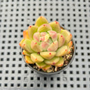 Echeveria 'Contrast' 2" Succulent Plant