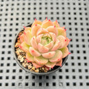 Echeveria 'Spicy' 1"-2" Succulent Plant