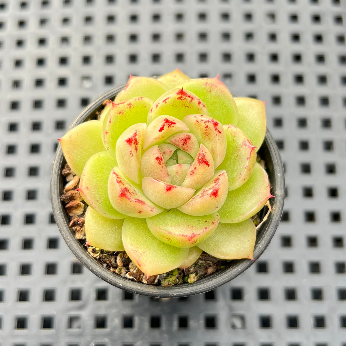 Echeveria Freckled sp. 1"-2" Succulent Plant