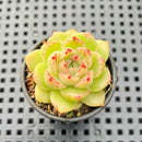 Echeveria Freckled sp. 1"-2" Succulent Plant
