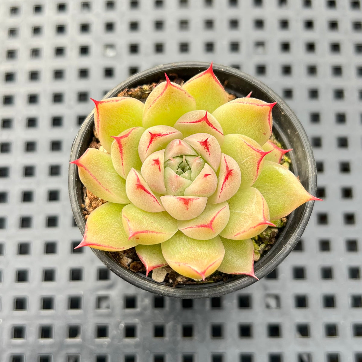 Echeveria sp. 2" Succulent Plant