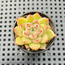 Echeveria sp. 2" Succulent Plant