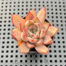 Echeveria sp. 1"-2" Succulent Plant