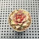 Echeveria 'Mysterious Rose' 1"-2" Succulent Plant