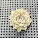 Echeveria 'Hearts Choice' 1"-2" Succulent Plant