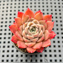 Echeveria sp. 2" Succulent Plant