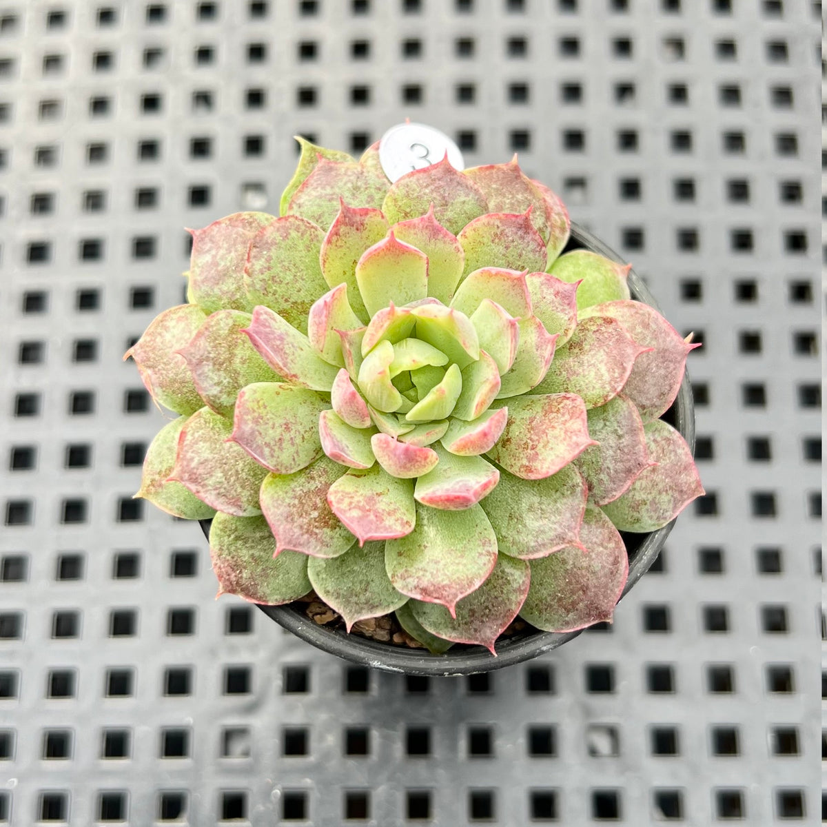 Echeveria 'Charles Rose' 2" Succulent Plant
