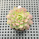 Echeveria 'Charles Rose' 2" Succulent Plant