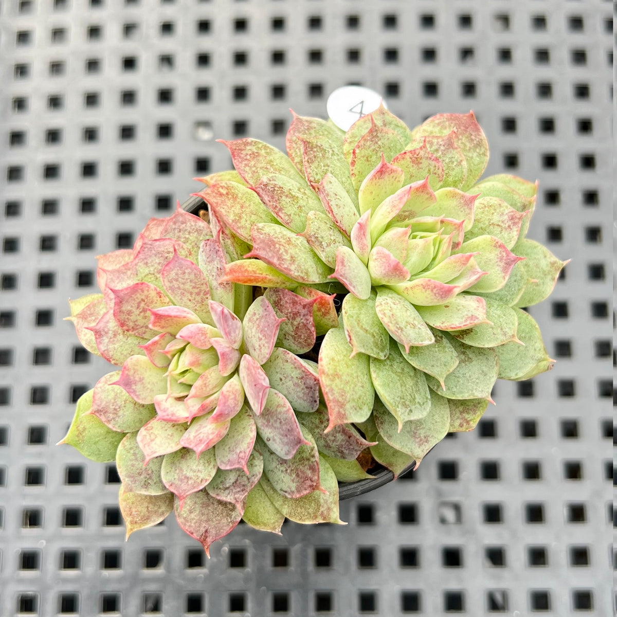 Echeveria 'Charles Rose' 2" Succulent Plant