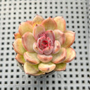 Echeveria 'Homage' 1"-2" Succulent Plant
