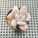 Pachyphytum 'Cinderella' 1"-2" Succulent Plant