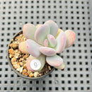 Pachyphytum 'Cinderella' 1"-2" Succulent Plant