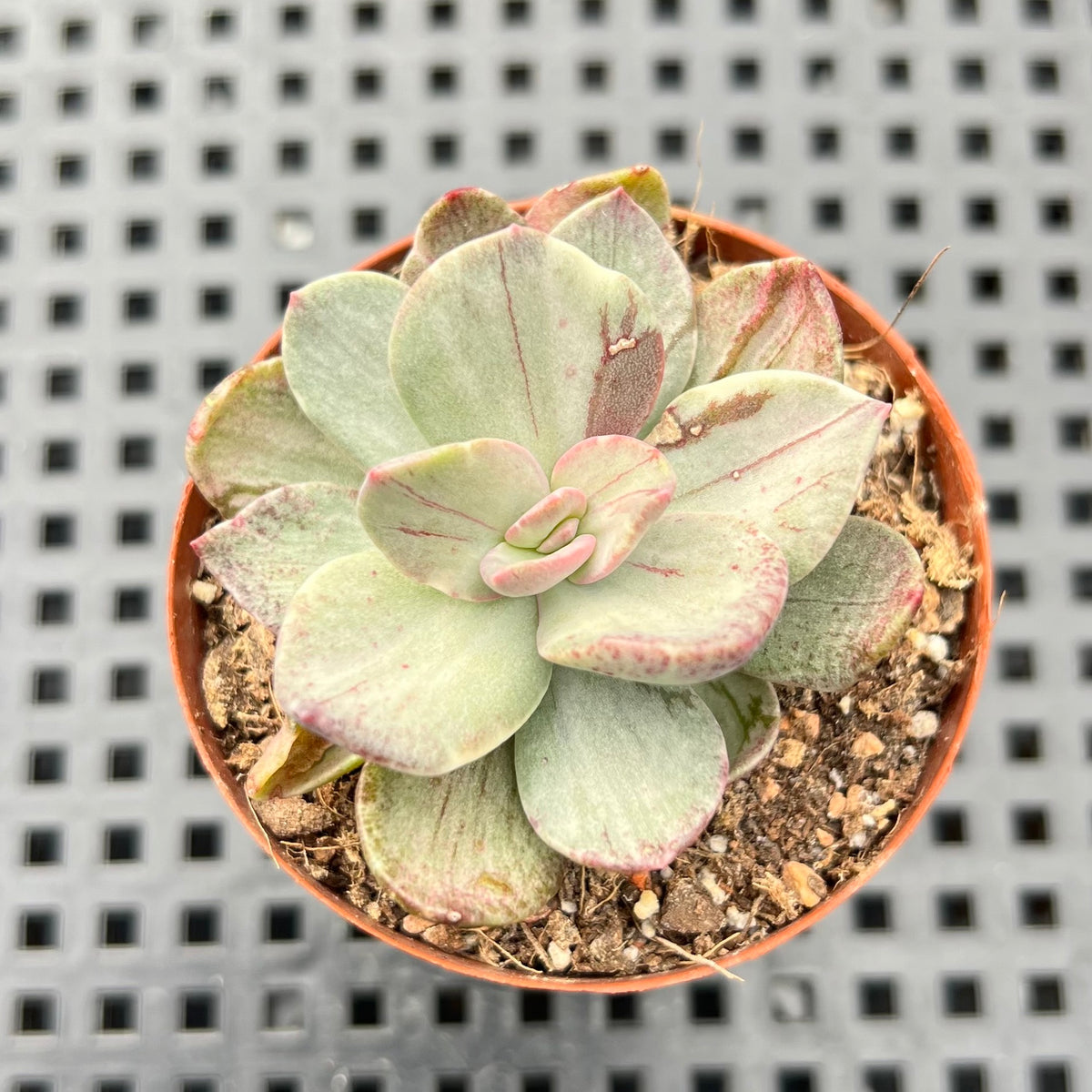 Echeveria 'Hanaikada' Mosaic Variegated 2" (100% Grown In House) Succulent Plant