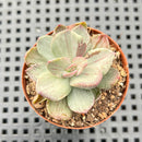 Echeveria 'Hanaikada' Mosaic Variegated 2" (100% Grown In House) Succulent Plant