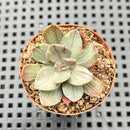 Echeveria 'Hanaikada' Mosaic Variegated 2" (100% Grown In House) Succulent Plant