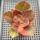 Echeveria 'Primadonna' Variegated 2" (100% Grown In House) Succulent Plant