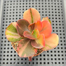 Echeveria 'Primadonna' Variegated 2" (100% Grown In House) Succulent Plant