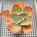 Echeveria 'Goiabinha' Variegated (100% Grown In House) 2" Succulent Plant