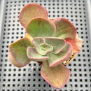 Echeveria 'Goiabinha' Variegated (100% Grown In House) 2" Succulent Plant