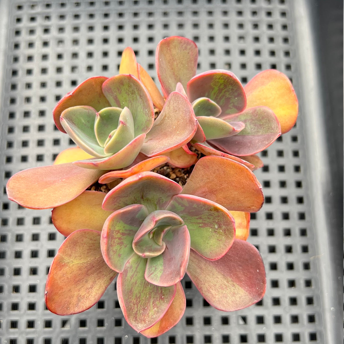 Echeveria 'Goiabinha' Variegated (100% Grown In House) 3" Cluster Succulent Plant