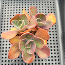 Echeveria 'Goiabinha' Variegated (100% Grown In House) 3" Cluster Succulent Plant
