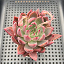 Echeveria 'Black Swan' 2"-3" Succulent Plant