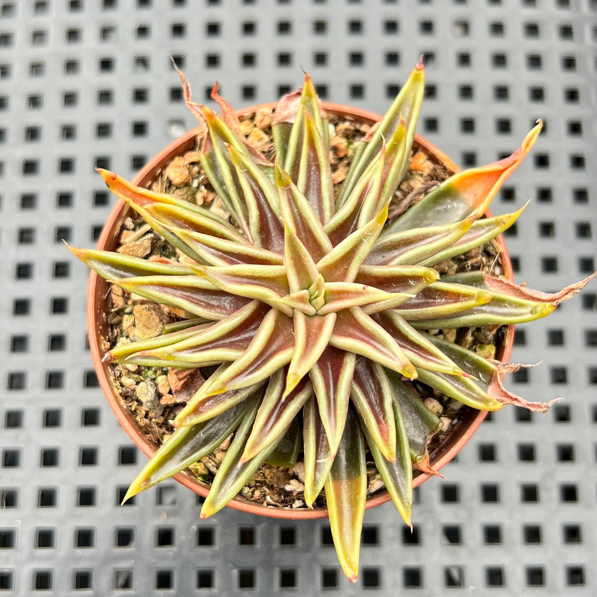 Echeveria Lutea 2"-3" (100% Grown In House) Succulent Plant
