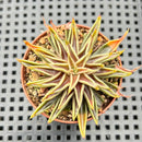 Echeveria Lutea 2"-3" (100% Grown In House) Succulent Plant