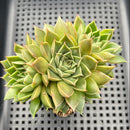 Echeveria Purposorum x Longissima 3" Succulent Plant