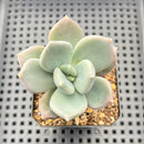 Pachyphytum sp. 2"-3" Succulent Plant
