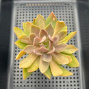 Echeveria 'Hanaikada' Jaguar Variegated 3" Succulent Plant