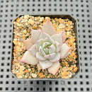 Echeveria 'Larega' 1" Succulent Plant