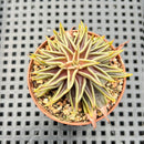 Echeveria Lutea 2"-3" (100% Grown In House) Succulent Plant