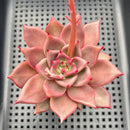 Echeveria Agavoides 'Romeo' 3" Succulent Plant
