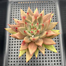 Echeveria 'Pysche' 3" Succulent Plant