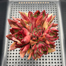 Echeveria Agavoides 'Rubra' 3"-4" Cluster Succulent Plant