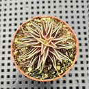 Echeveria Lutea 2"-3" (100% Grown In House) Succulent Plant