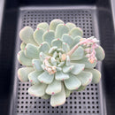 Echeveria 'Viyant' 3" Succulent Plant