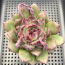Echeveria 'Black Bear' 3" Succulent Plant
