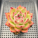 Echeveria Agavoides 'Primori' 2" Succulent Plant