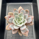Echeveria 'Purple Champaign' 3"-4" Succulent Plant