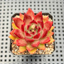Echeveria Agavoides 'Fillite' 2" Succulent Plant