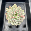 Echeveria 'Tippy' Variegated 4" Succulent Plant