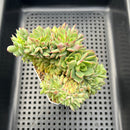 Echeveria 'Ramilette' Crested Cluster 4" Succulent Plant