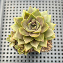 Echeveria 'Mysterious Rose' 2" Succulent Plant