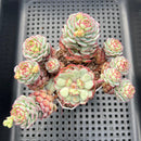 Echeveria 'Ravi Rose' ('Globulosa' Hybrid) Cluster 3" Succulent Plant